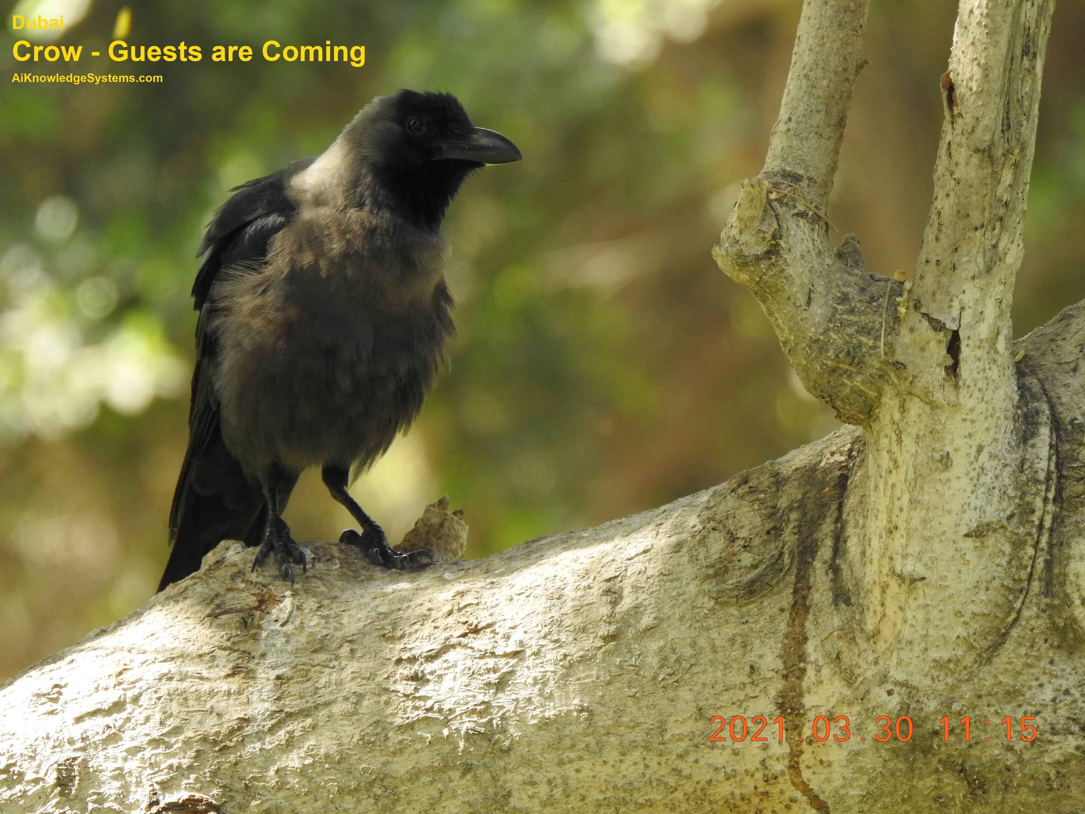 Crow (8) Coming Soon